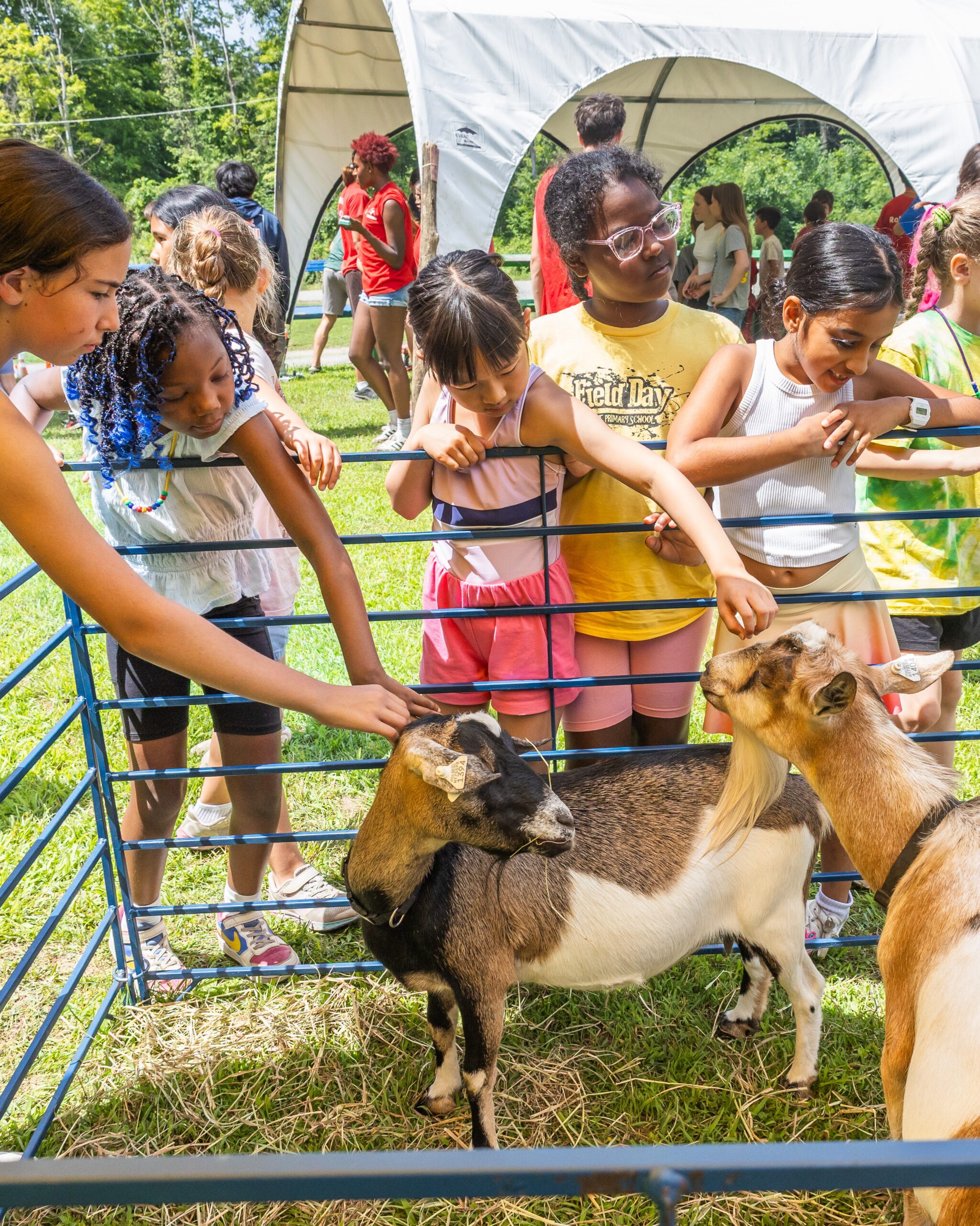 Camp Combe Wk 3 26 goat 2